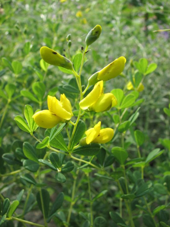 Wild Indigo - Small Yellow (Baptisia tinctoria)